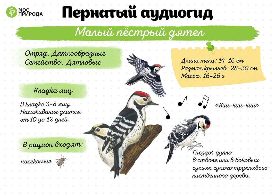 Предновогодний выпуск проекта Мосприроды посвятили дятлам