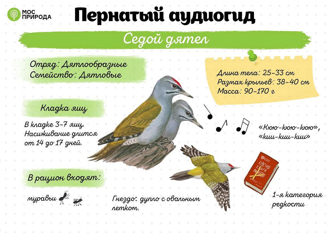 Предновогодний выпуск проекта Мосприроды посвятили дятлам