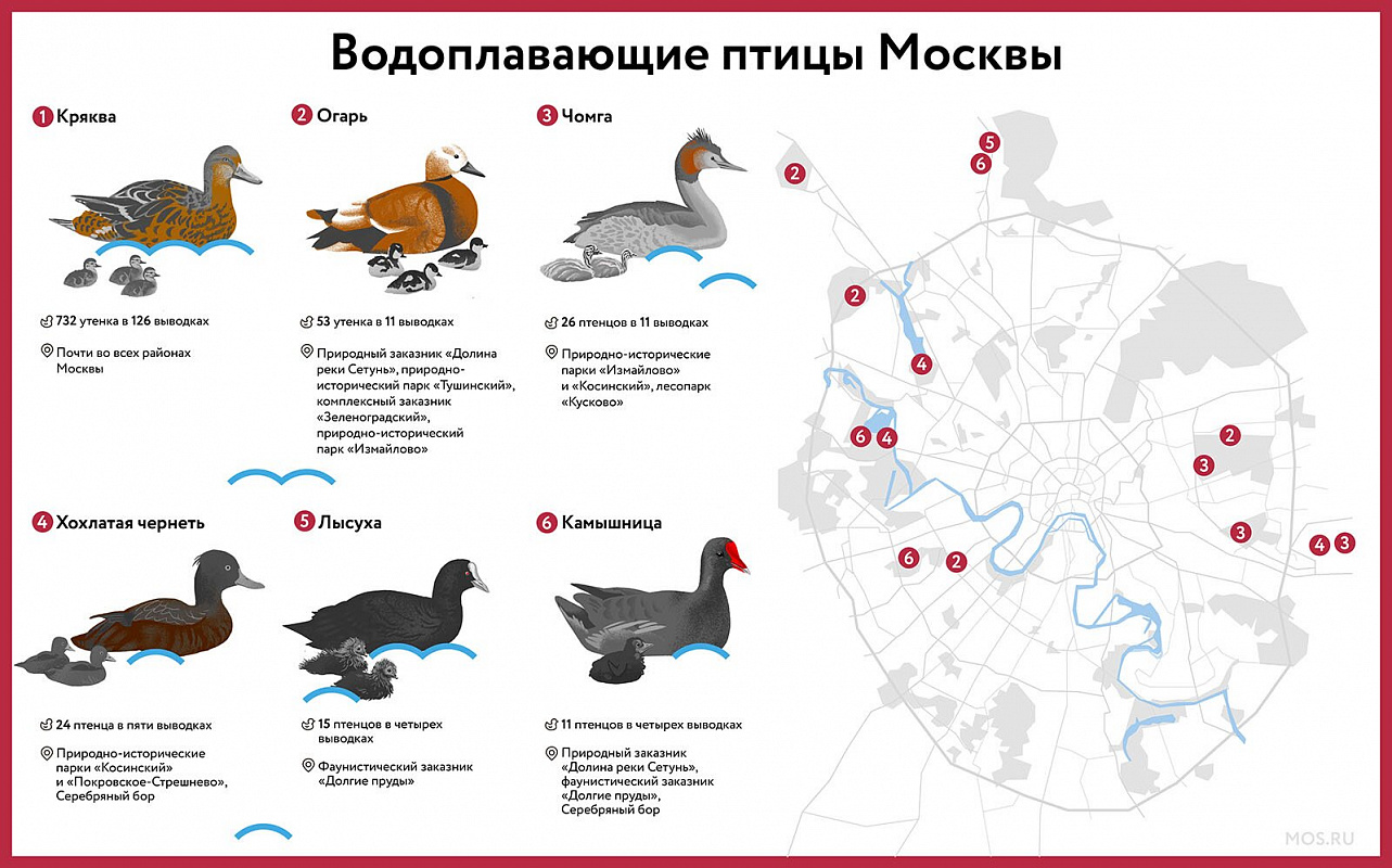 Кулик-перевозчик и лысуха: каких еще редких птиц можно встретить в Терлецком лесопарке